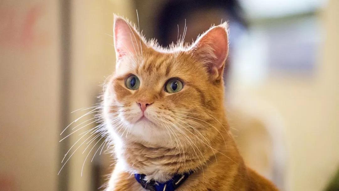 从猫咪的眼睛里看到的是什么颜色,从猫咪的眼睛里看到的人是怎样的