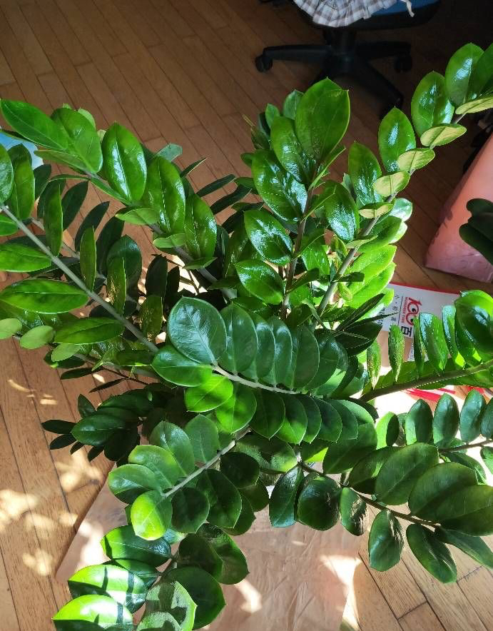 金钱树要怎样养才越养越漂亮,金钱树要怎么养才容易养活视频