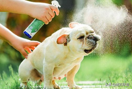 潜藏在蜱虫身上的“暗影”：犬巴贝斯虫的危害远比蜱虫要大得多