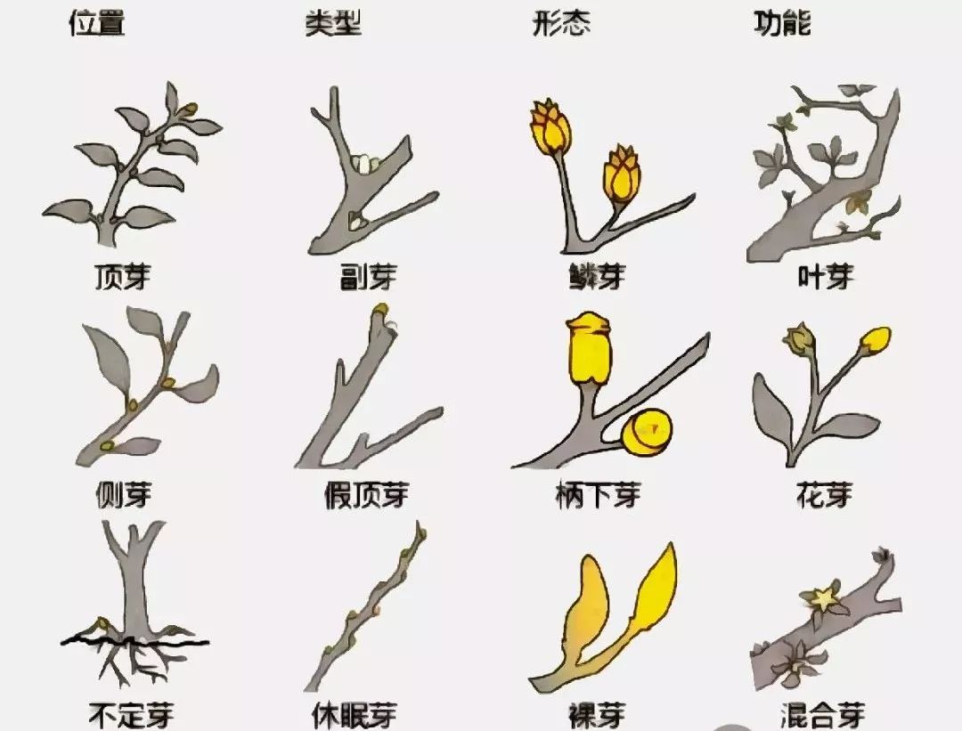 最全的植物辨识方法，辨认植物就靠它