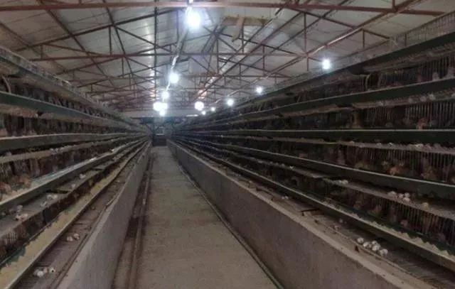 养殖鹌鹑技术全过程,养殖鹌鹑的方法