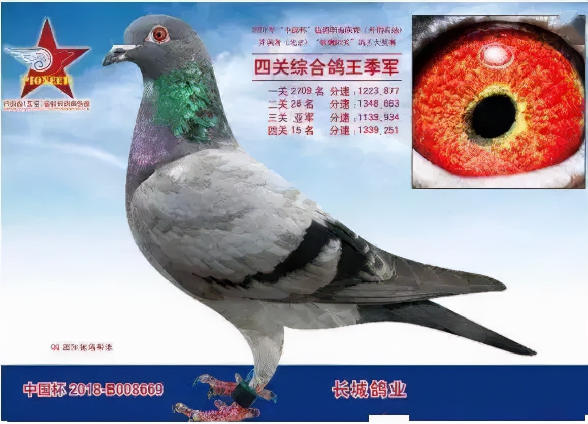 中国最贵的赛鸽前十名,最贵的一羽赛鸽