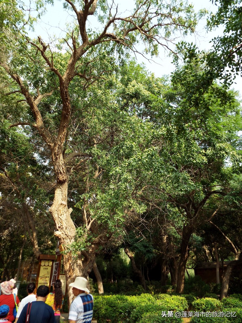 宁夏沙坡头游记,畅游宁夏