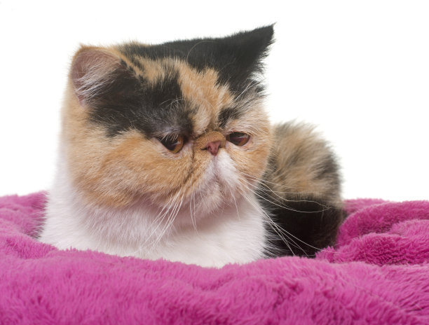 异国短毛猫日常护理知识有哪些,英国短毛猫有哪些常见病