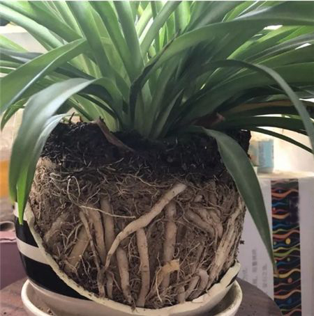 花卉烂根怎么浇水最好,花卉烂根可以救活吗