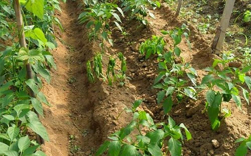 辣椒烂根怎么回事啊,辣椒肥料施多深适合辣椒生长