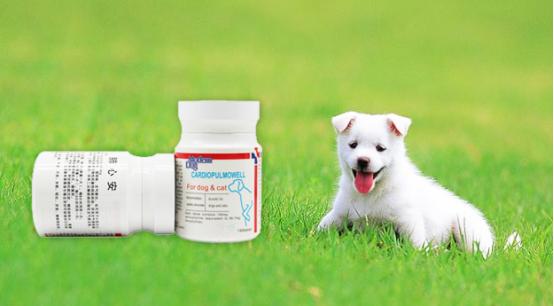 狗狗也会得糖尿病,狗狗也会有抑郁症吗