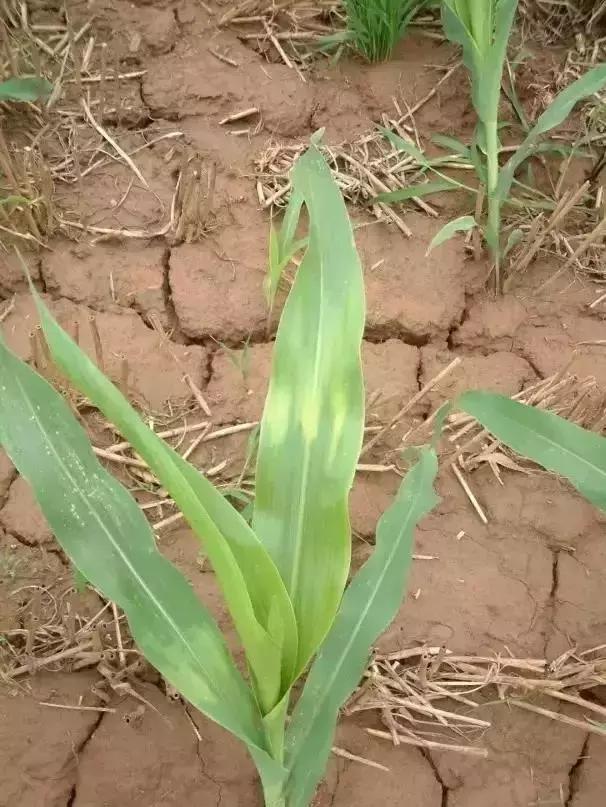 玉米苗后除草剂药害解决方法,前茬除草剂药害咋办