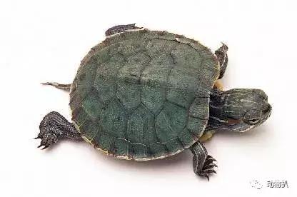 小乌龟怎么养存活率高,小乌龟的饲养方法和注意事项