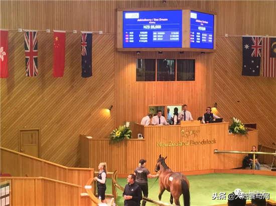 “感受到主人的感觉！”莱德马业中国马主团畅谈新西兰拍卖会