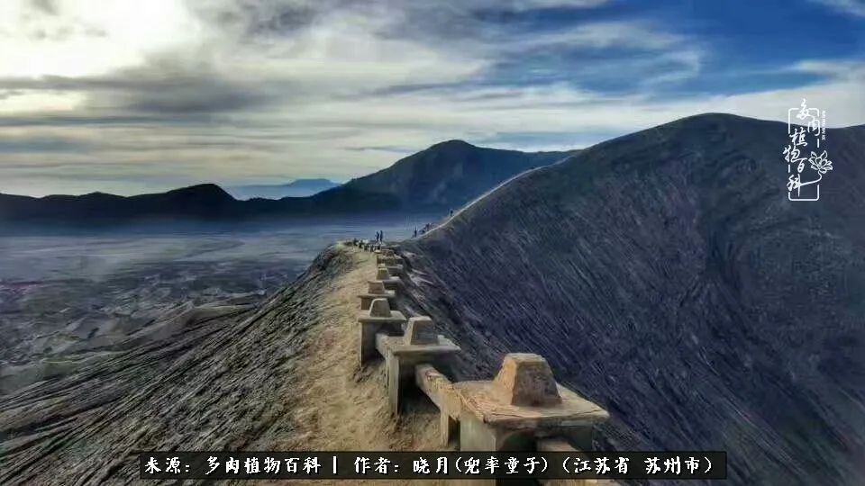 六年时间环游22个国家,却被多肉小萌物征服