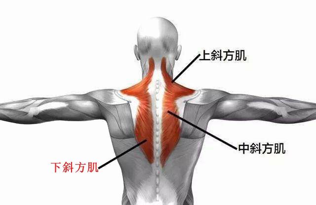 溜肩是斜方肌紧张嘛,如何改善肩胛骨和斜方肌