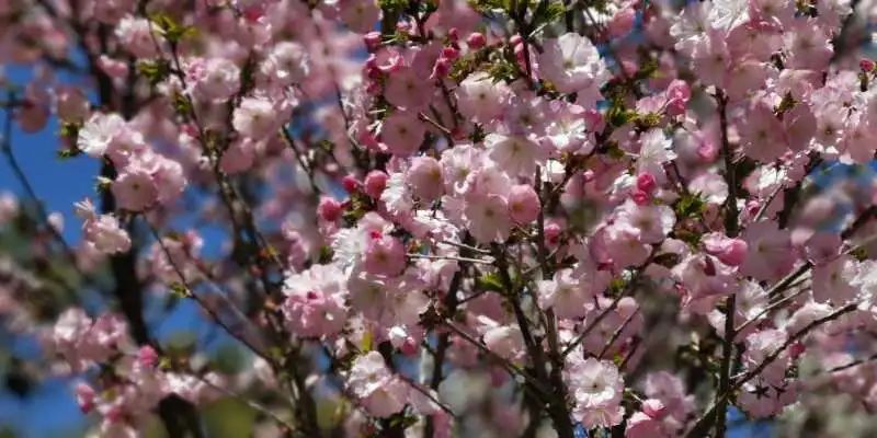 玉渊潭公园樱花新闻,玉渊潭公园樱花历史