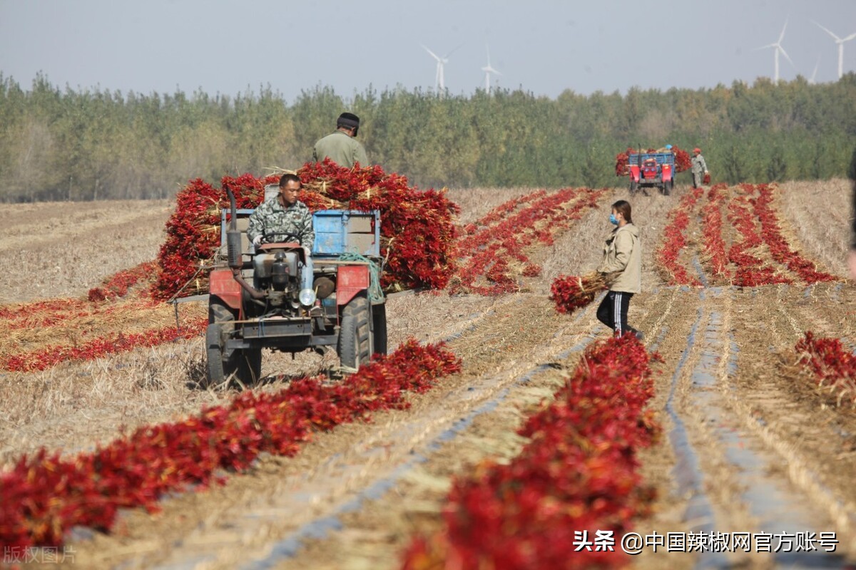 新辣椒批发,产区新椒上货量
