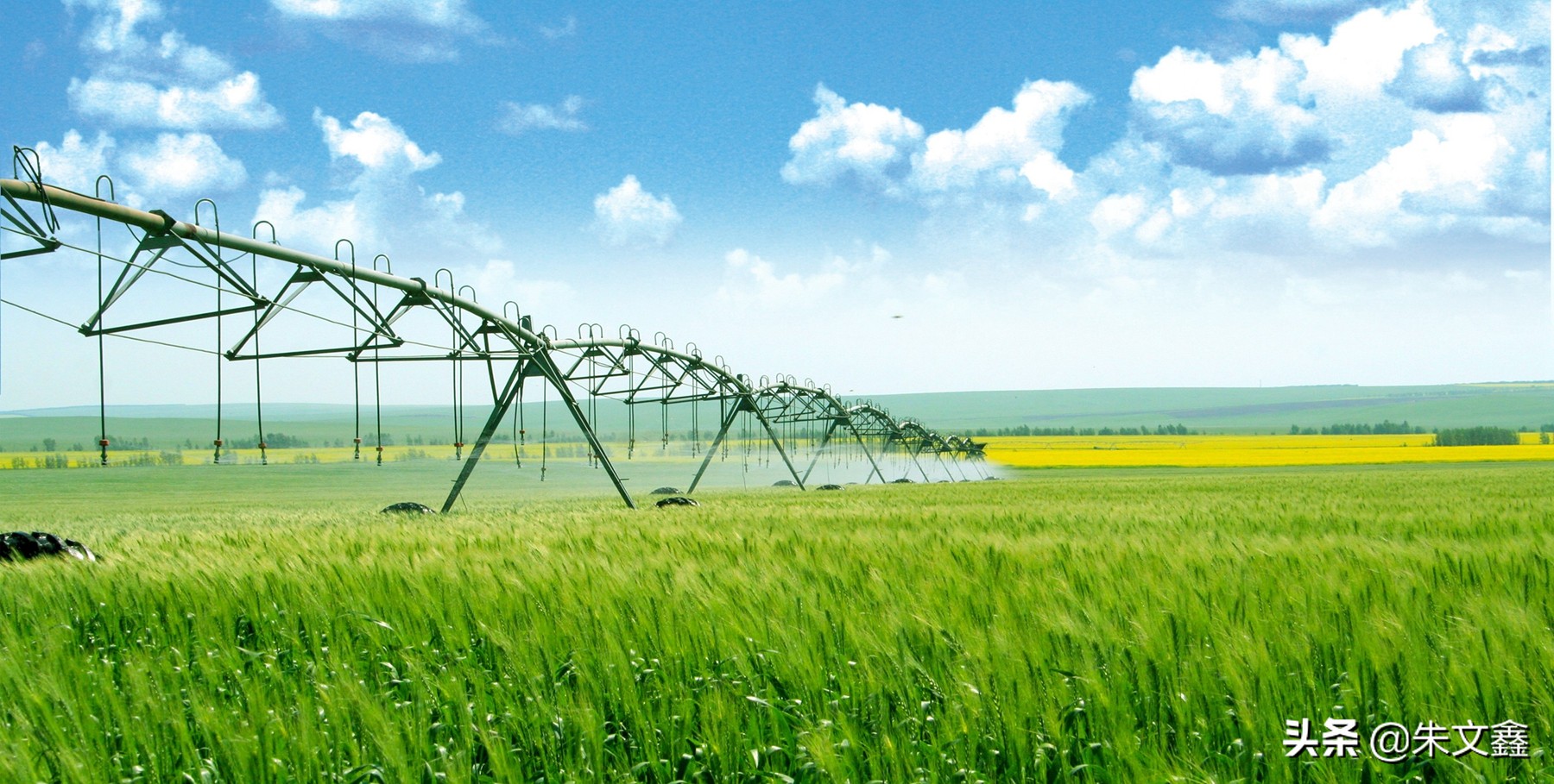 呼伦贝尔农垦纯牛奶三河牛,呼伦贝尔大草原三河牛