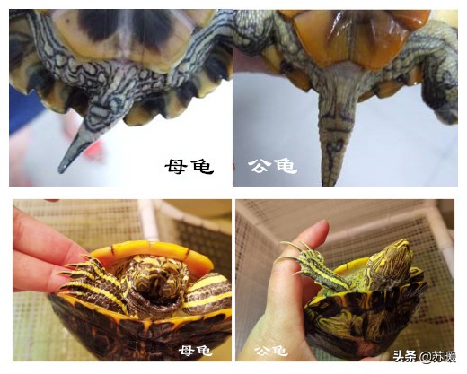 养巴西龟的基本知识,新手养红耳巴西龟怎么养