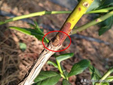 蓝莓叶片边缘焦枯是什么病害,蓝莓在高温下有哪些病害