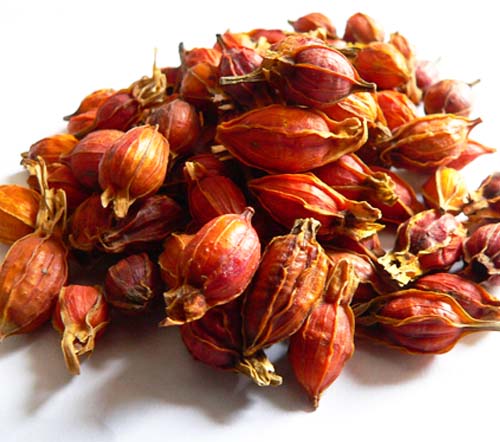 栀子花果实类型,栀子花果实是香料吗