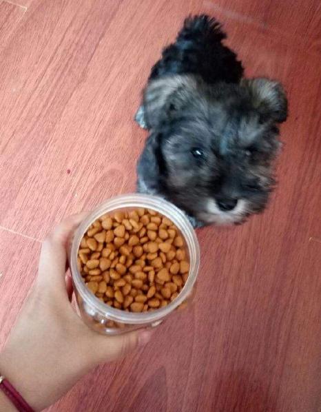 雪纳瑞不吃不喝状态很好,雪纳瑞不吃狗粮是怎么回事