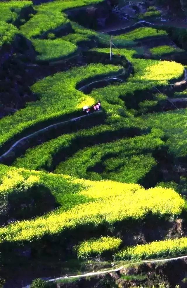 大自然唯美黄山风景摄影,打卡歙县蜈蚣岭高山茶梯田