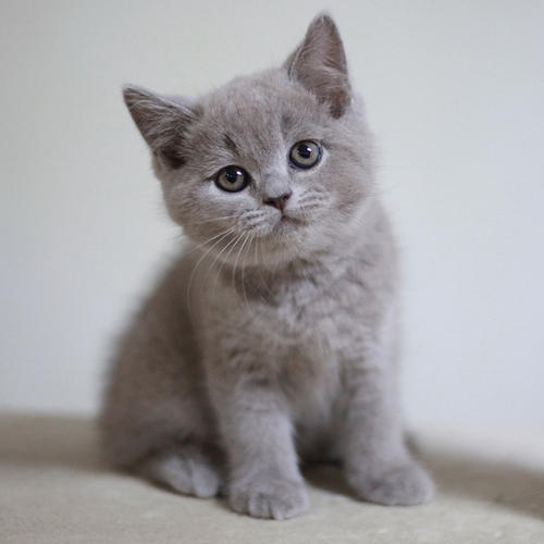 幼猫拉稀是乳白色的,幼猫拉稀是什么原因造成的