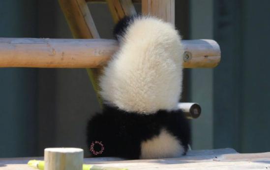 这突如其来的一字马，让我不厚道的笑了