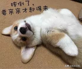 夏天太热怎么让狗狗变得凉快,夏天热狗狗怎么降温