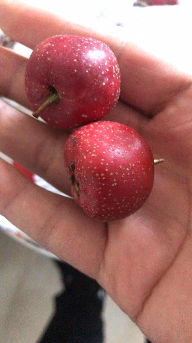 这些水果很值得收藏,吃哪些水果又降血压又降血脂呢