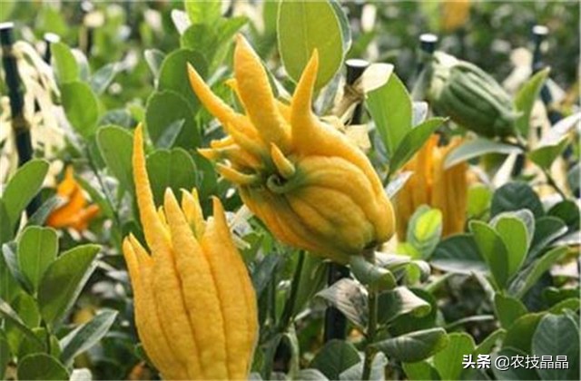 金华佛手的种植技术,佛手种植技术有哪些