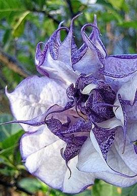 曼陀罗-植物界的美杜莎，她可以随意观赏，但请勿展现吃货本性