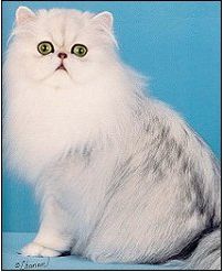 猫咪颜色遗传规律,猫咪遗传基础知识大全