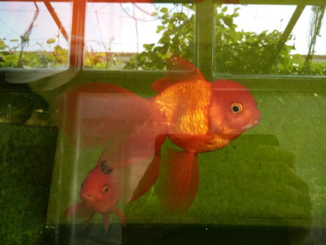 观赏鱼眼睛肿大身上白斑怎么治,鱼白点斑怎么治疗