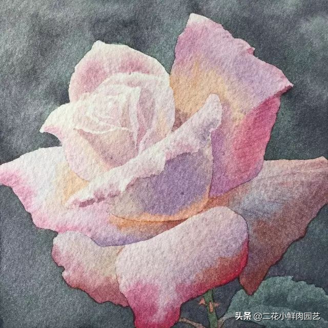 100种花卉绘画,100多张花卉线描手稿素材赶快收藏