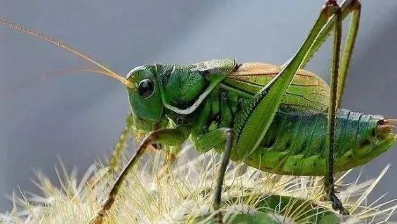 不是百日虫吗？为什么我的蝈蝈6天就挂了