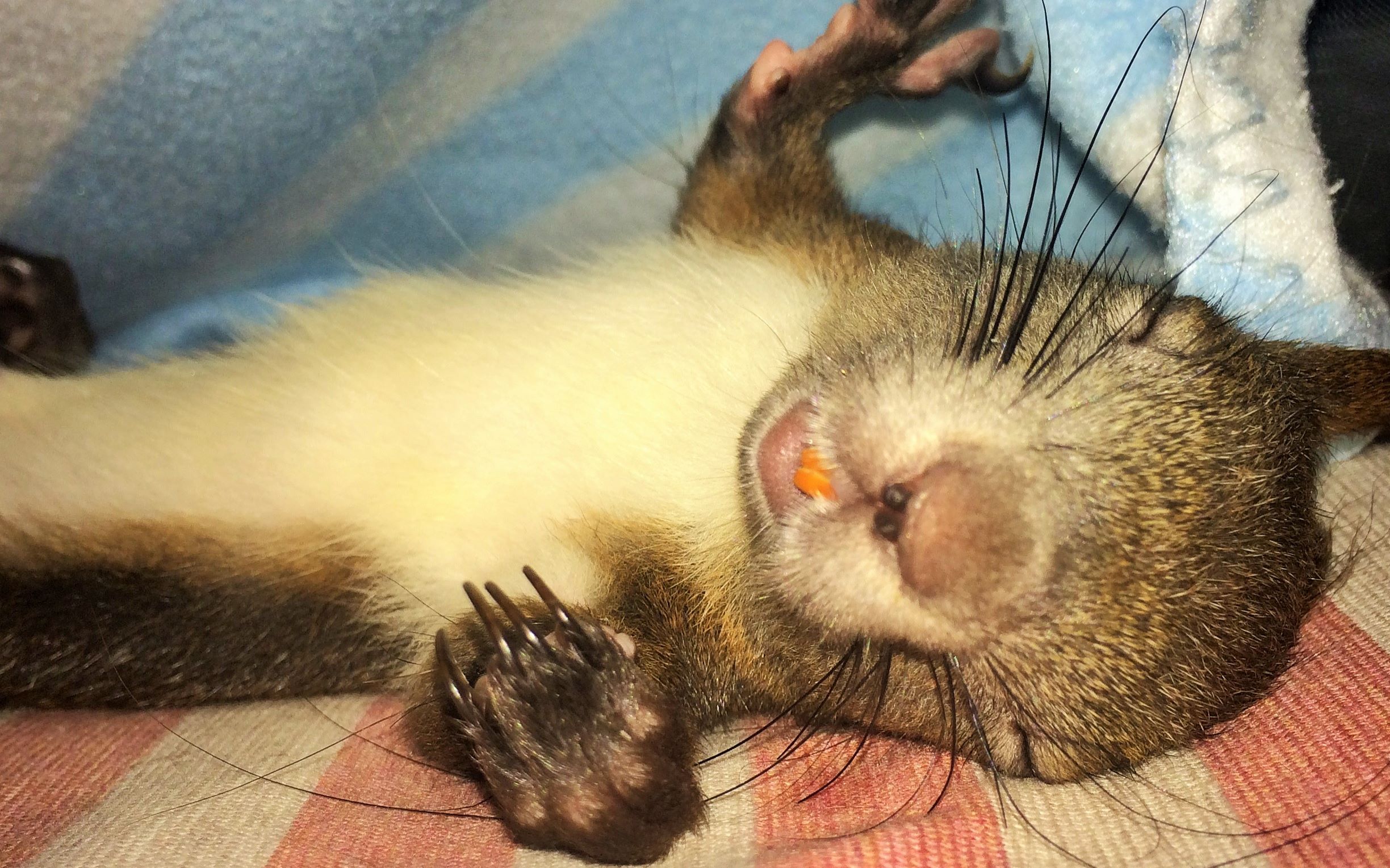 如何挑选一只亲人的魔王松鼠,新手养魔王松鼠好还是红腹松鼠