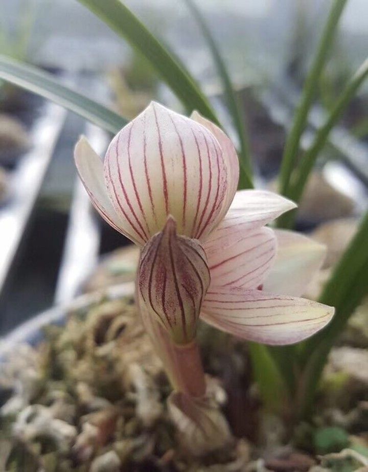 春兰荷瓣艺草名品欣赏,春兰荷瓣名品兰花价格