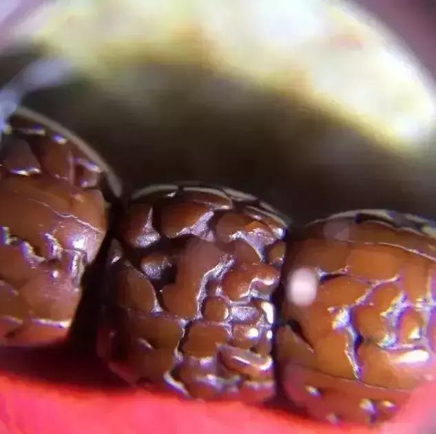 菩提手串有点生霉,菩提手串为什么会臭