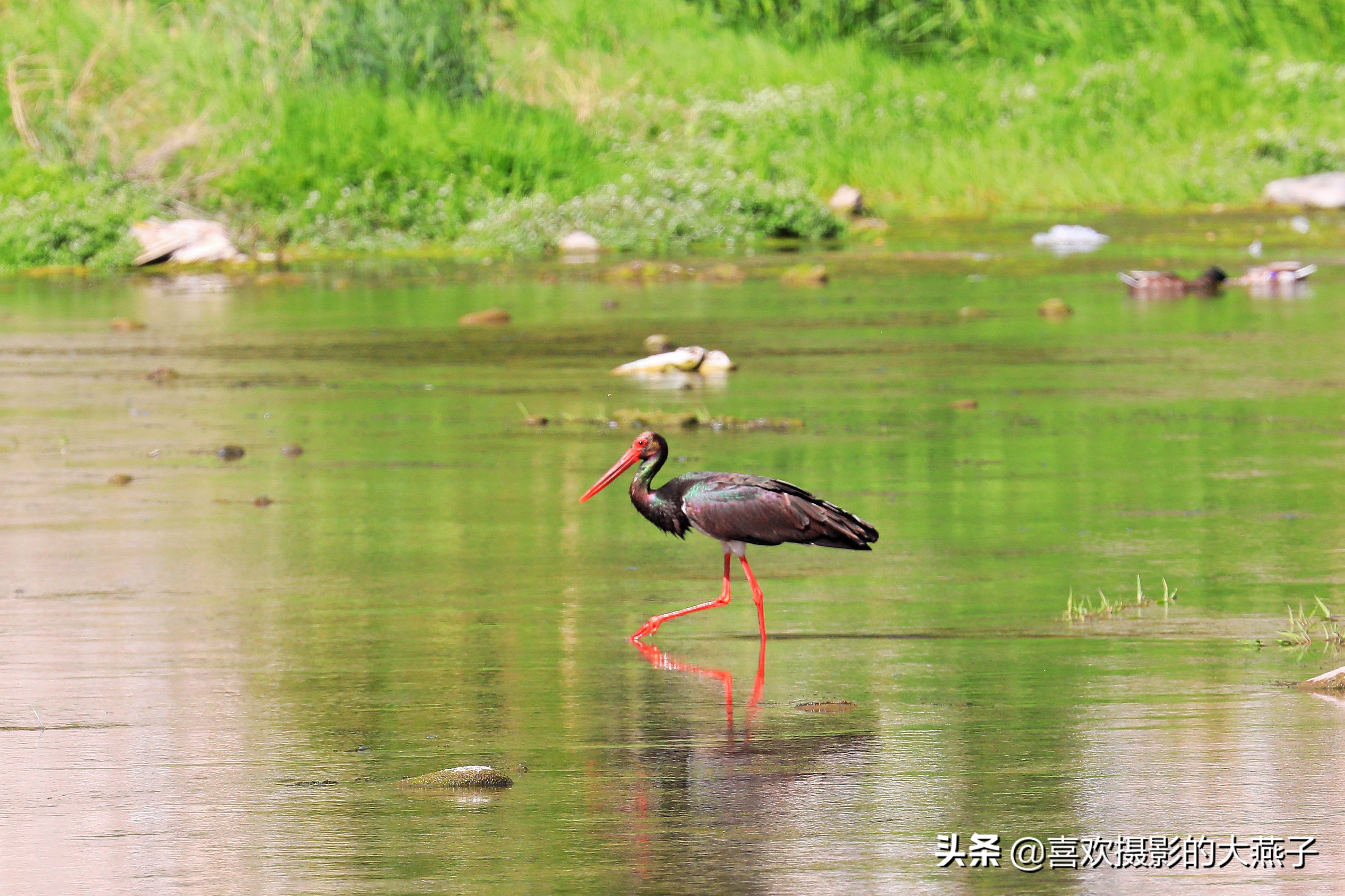 慕名前往十渡黑鹳之乡小有收获