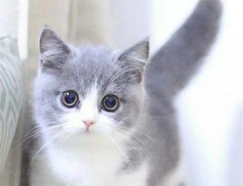 告诉你们养猫到底有什么好处,告诉你养猫的十个好处