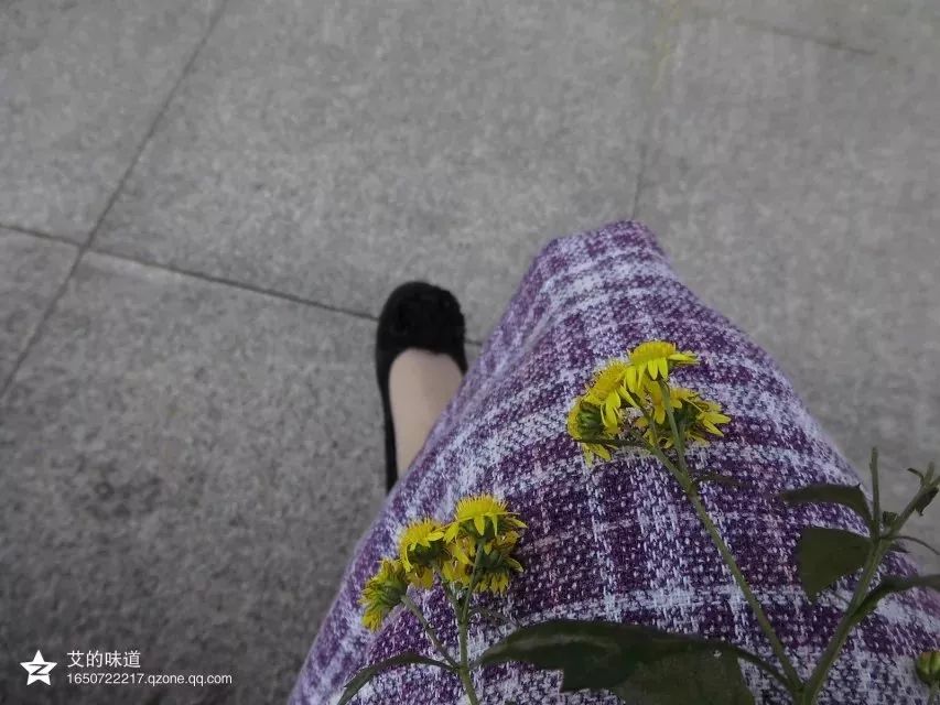 草木人间*我说的小*菊黄**,是好吃的菊花脑