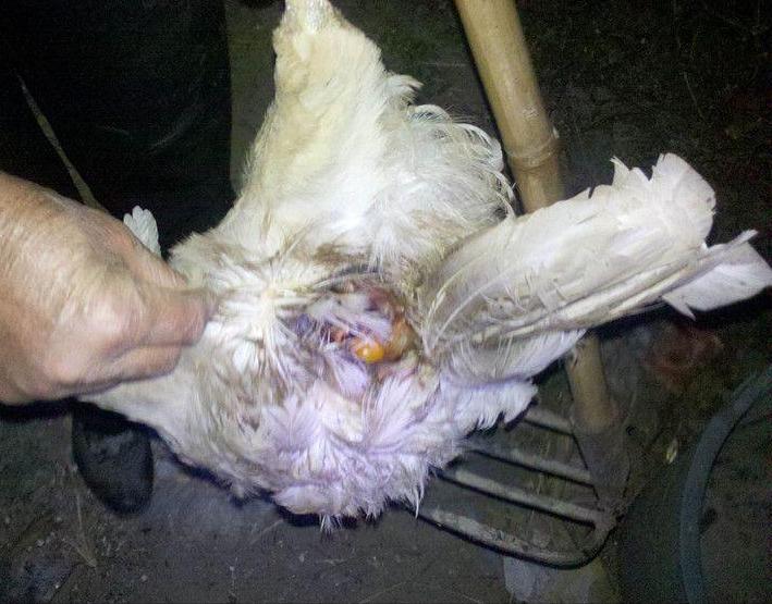 枪打黄鼠狼泡药酒，四川一男子被判刑！黄鼠狼为什么受保护？