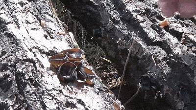 黑木耳怎么做家常菜,黑木耳家常做法怎么炒才好吃