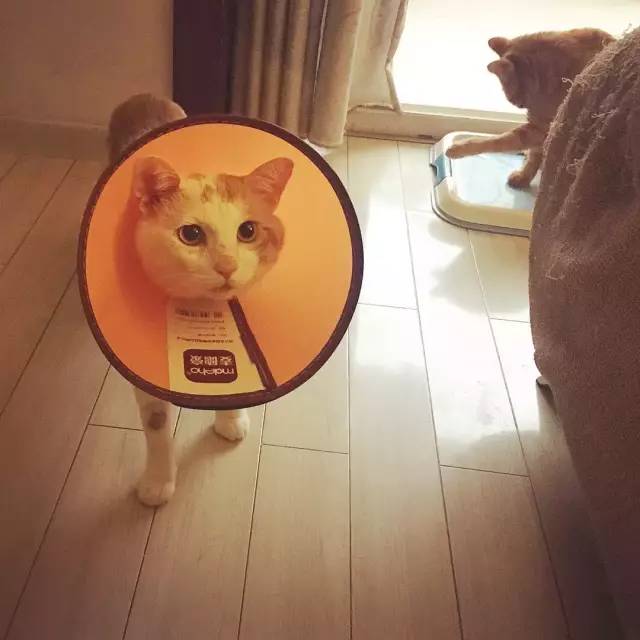 她救下一只得皮肤病脾气巨差的猫咪，花了两个月变身软萌美喵