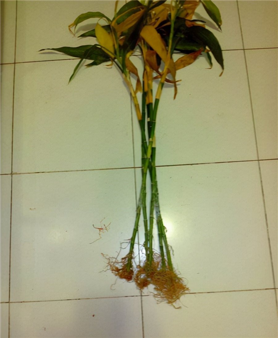 22种花耐旱耐热,天冷种花要注意什么