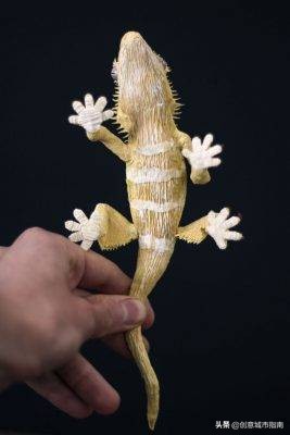 纸能干嘛？在她手上纸能变成活的