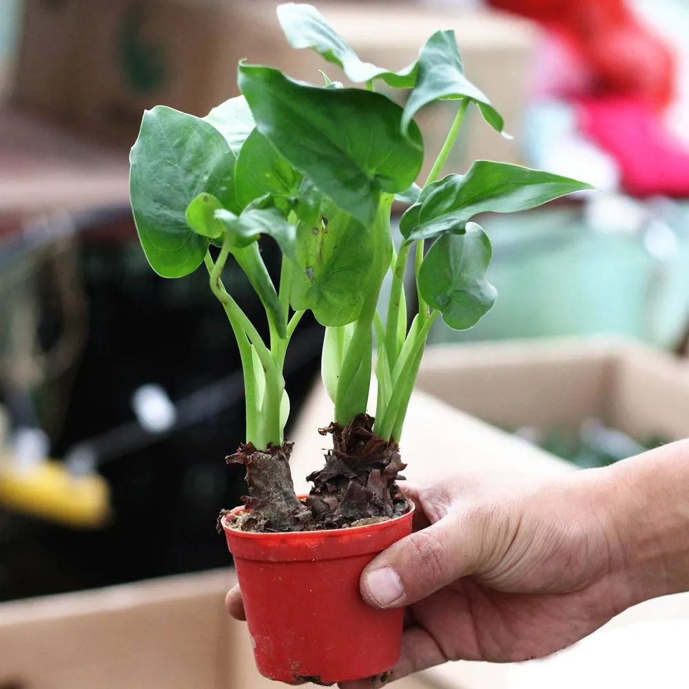 滴水观音为什么会滴水的详细介绍,关于滴水观音的知识