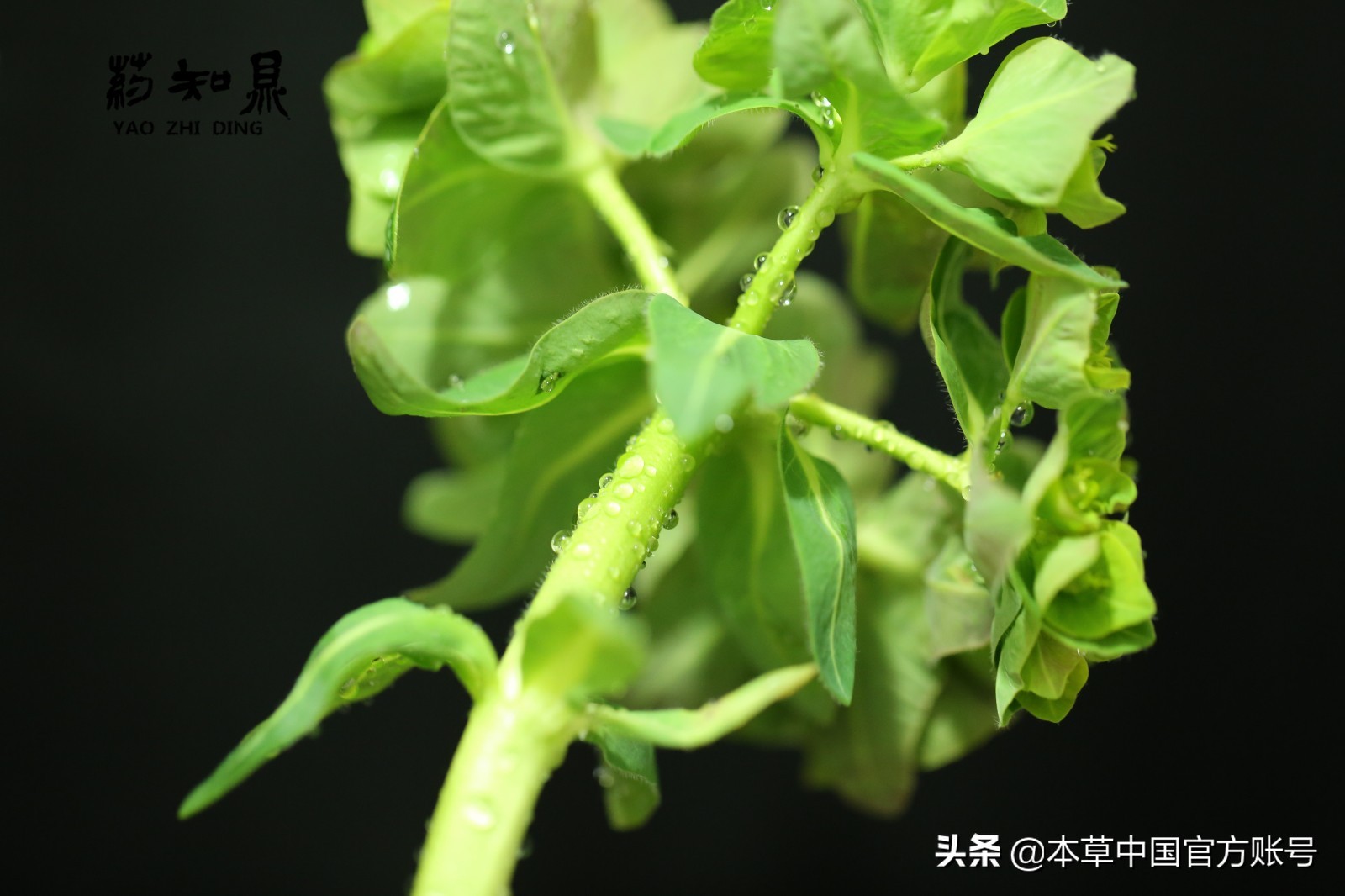 【本草百科·药知鼎——狼毒】花美却是恶毒之药，杀飞鸟走兽