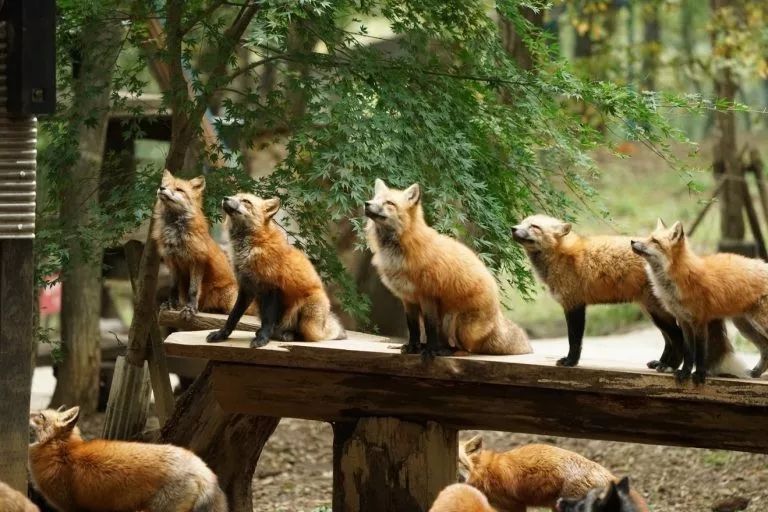 日本这只丧脸小狐狸霸占热搜，吃不到东西的委屈样萌化网友