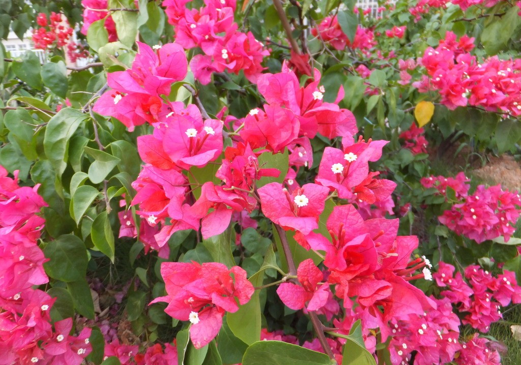 盘点史上最全中国各城市市花,中国各个地方的市花