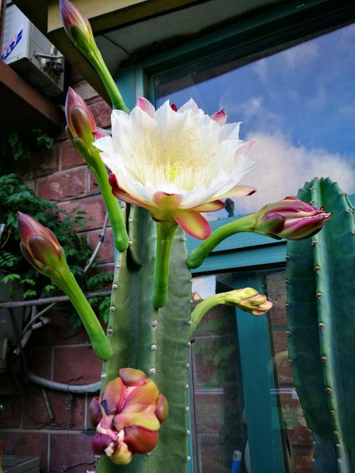 植物世界丨40款人见人爱的爆火花卉居然都是入侵植物，丢弃要犯罪